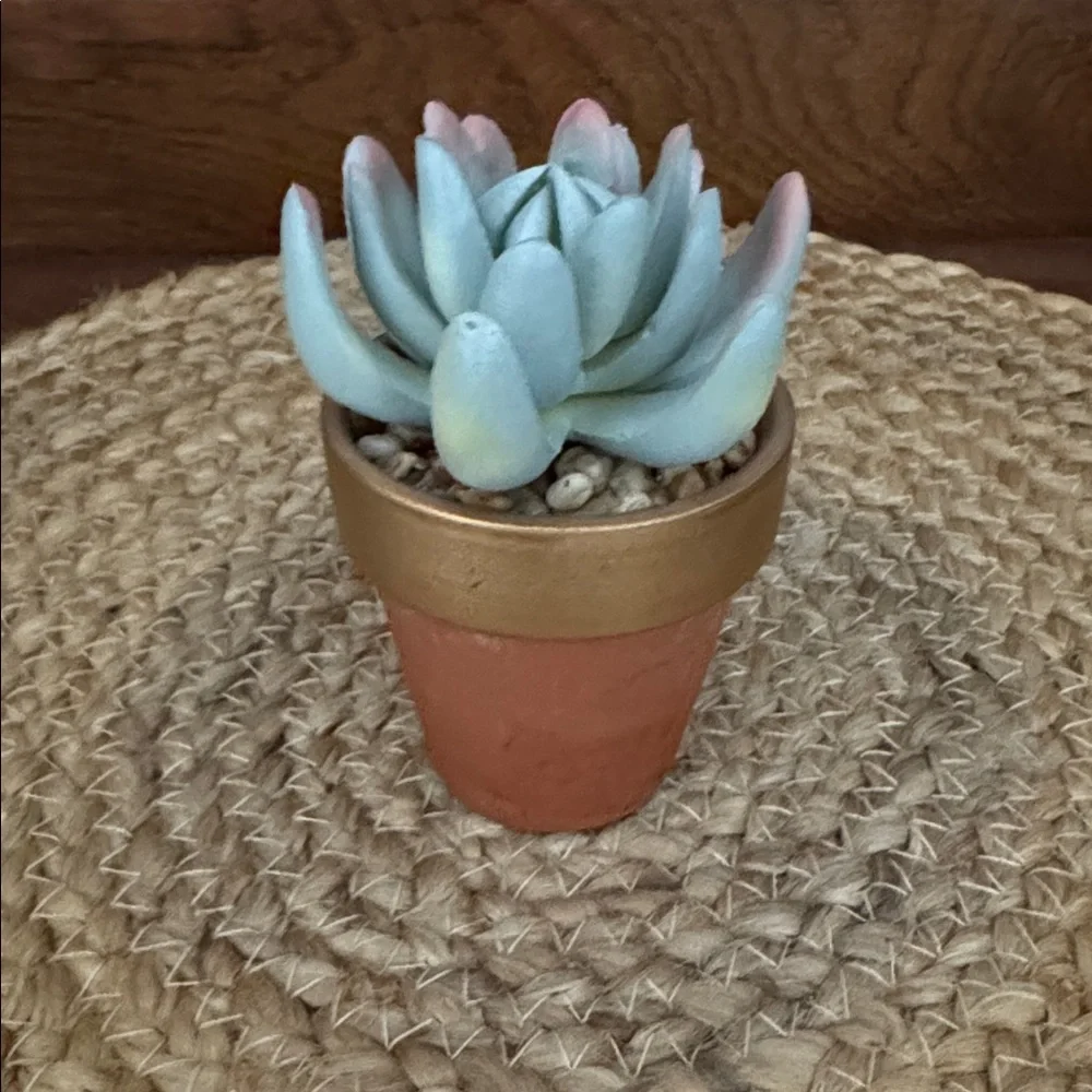 8️⃣ Assorted Succulents in Terracotta Pots